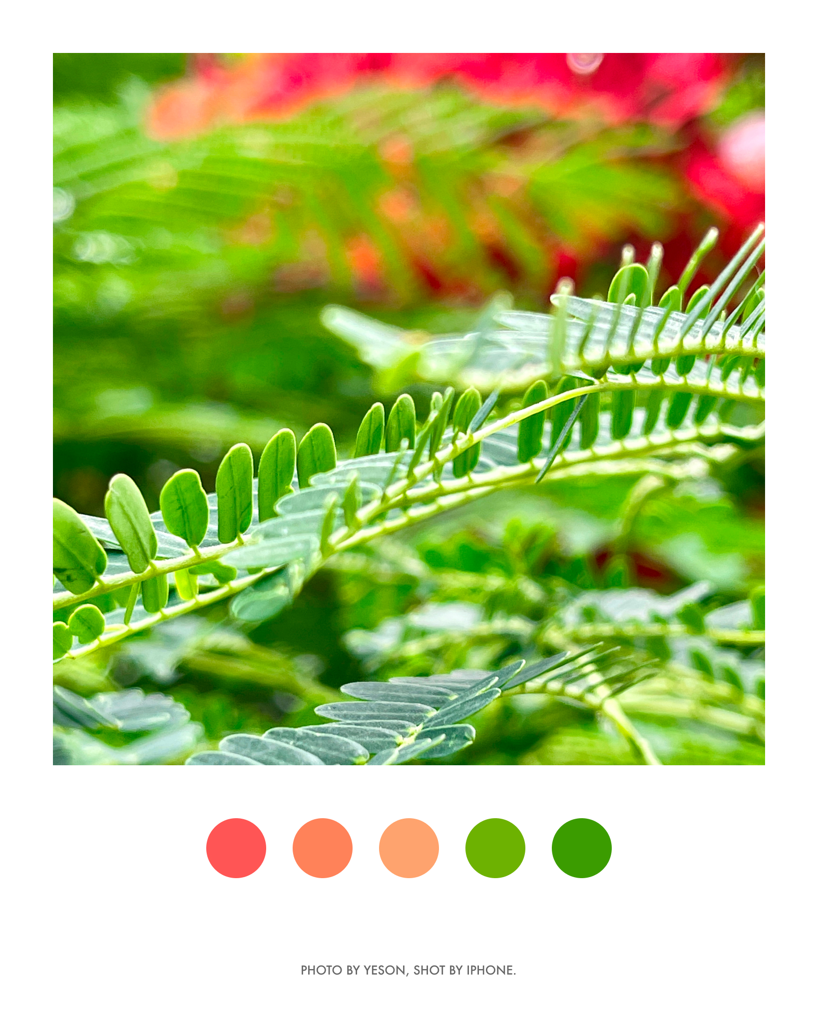 凤凰花开@深圳华侨城·生态广场