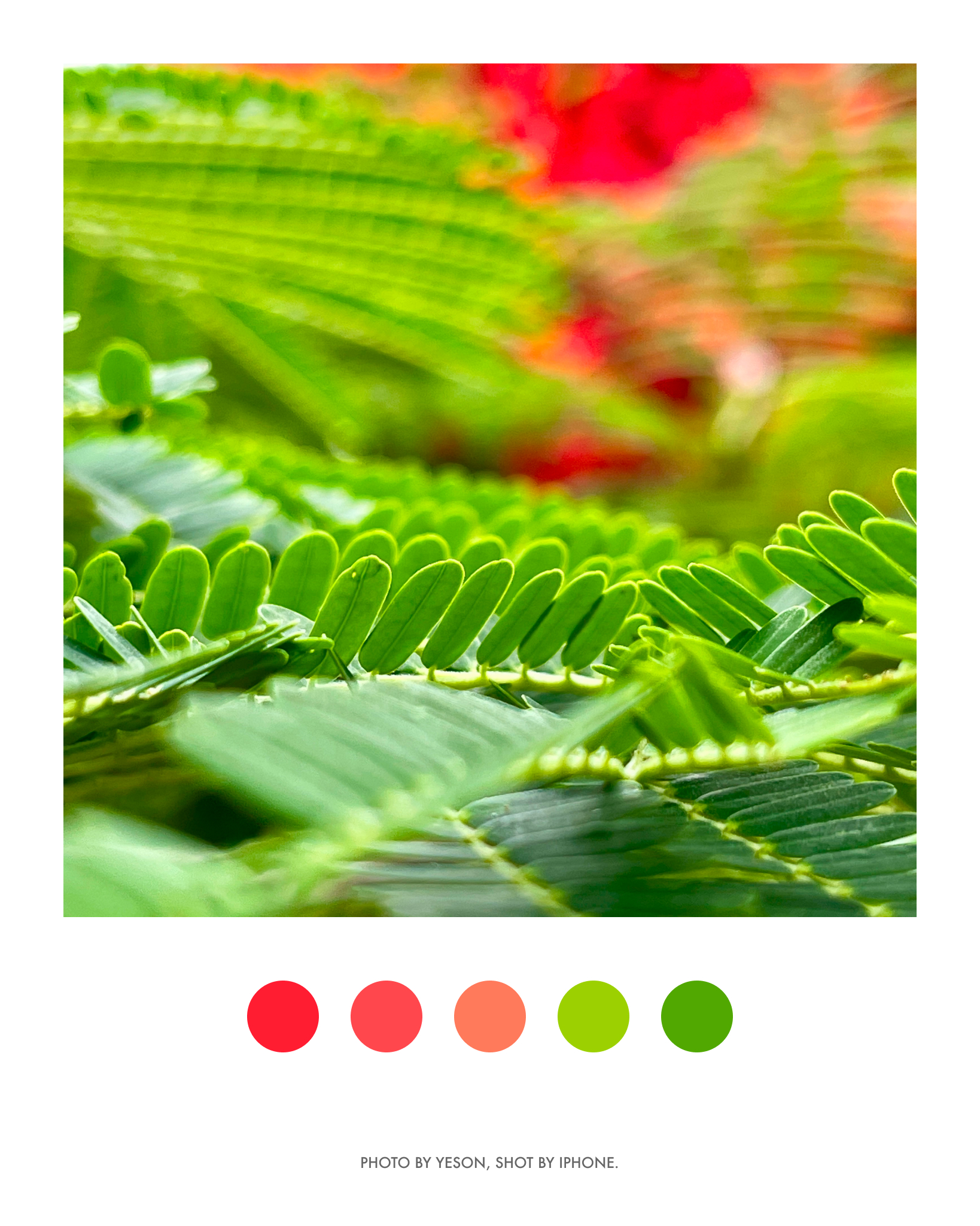 凤凰花开@深圳华侨城·生态广场