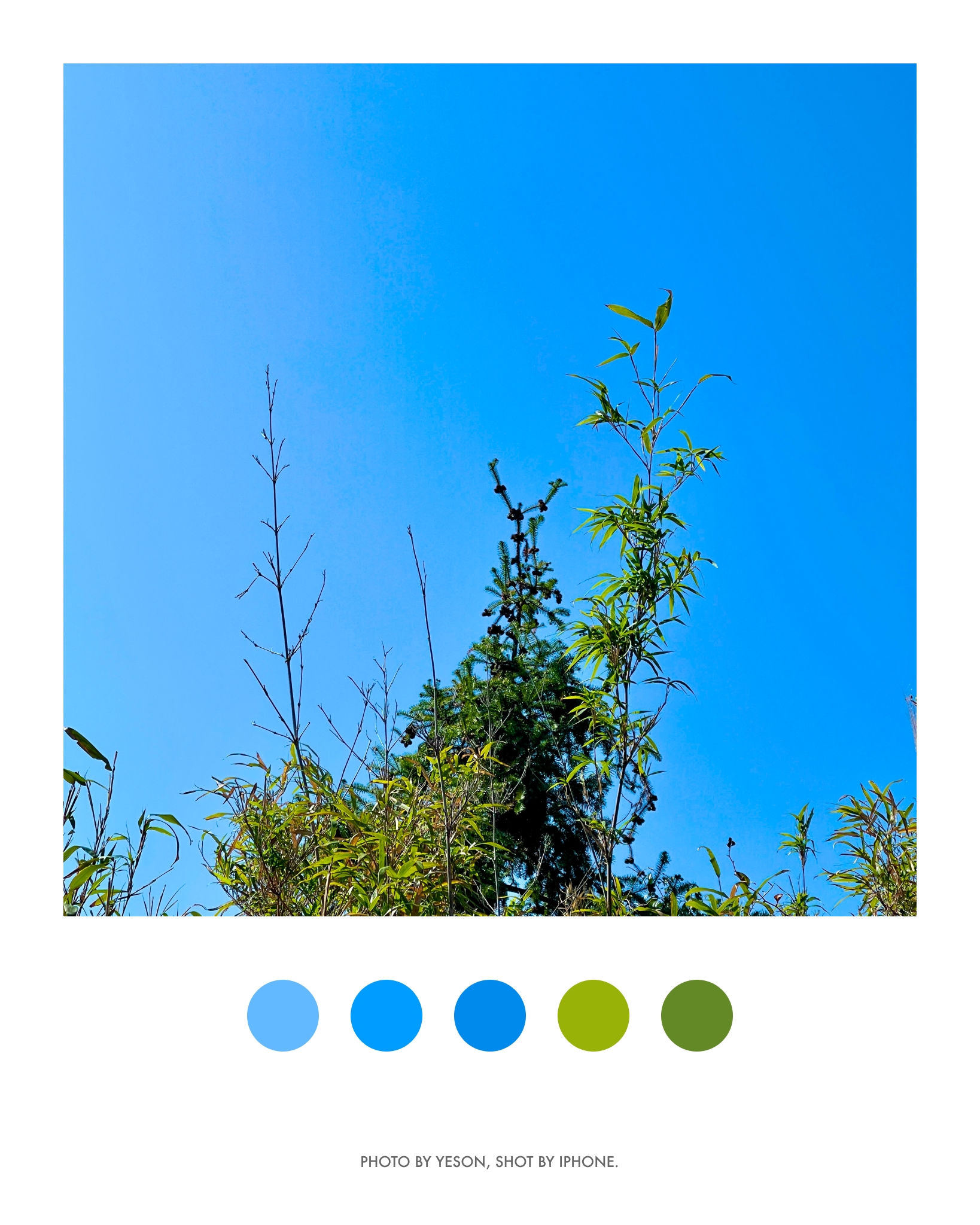 蓝天下的竹子@北溪