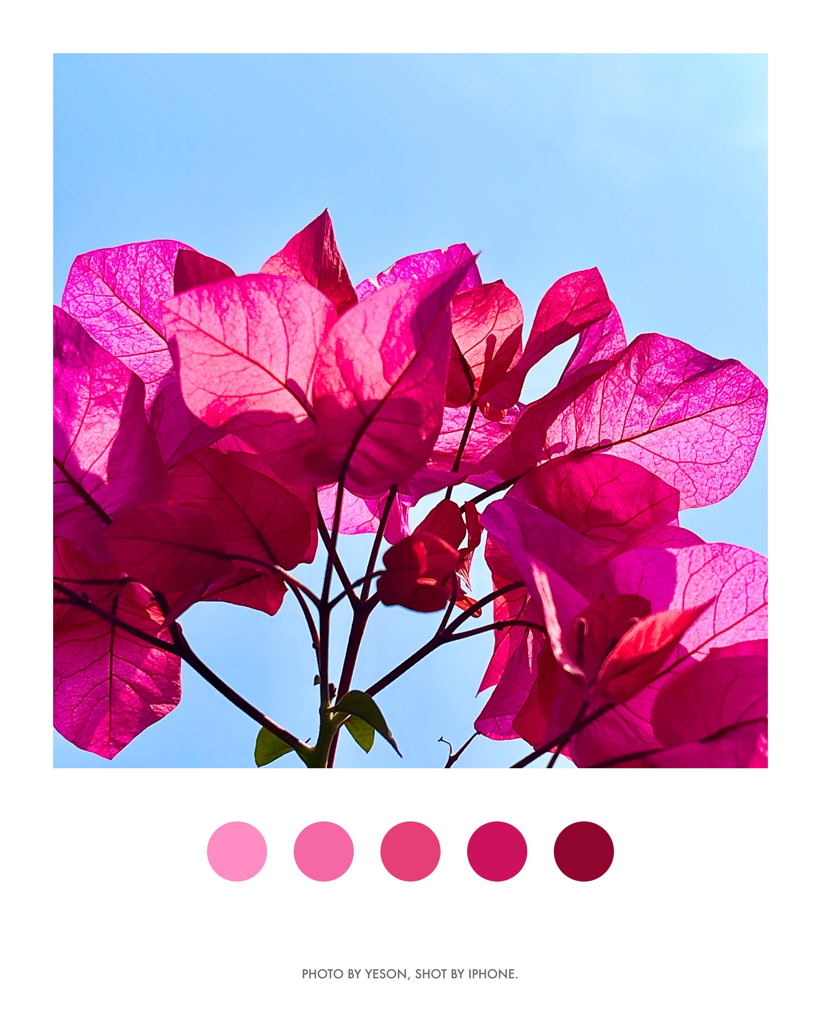 杜鹃花🌺@深圳园博园