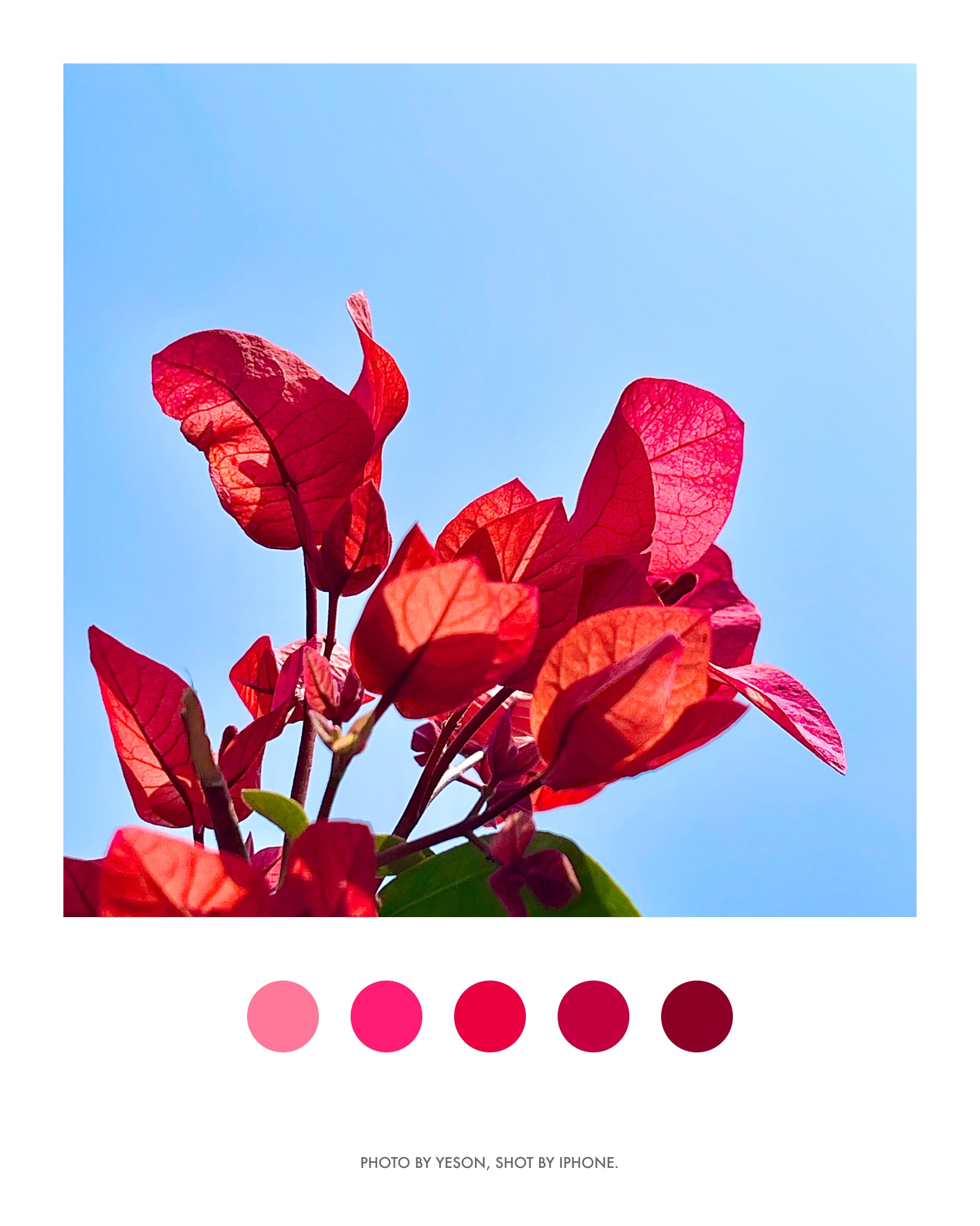 杜鹃花🌺@深圳园博园